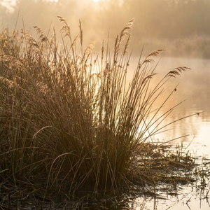 o que é junco na bíblia